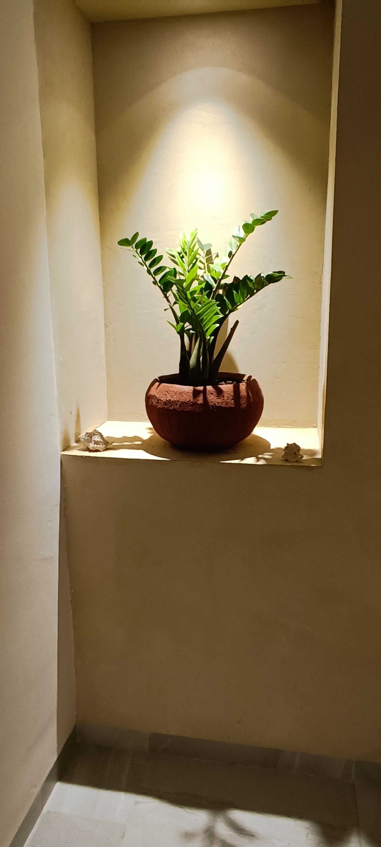 A potted plant in a corner with a window above it.