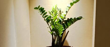 A potted plant in a corner with a window above it.