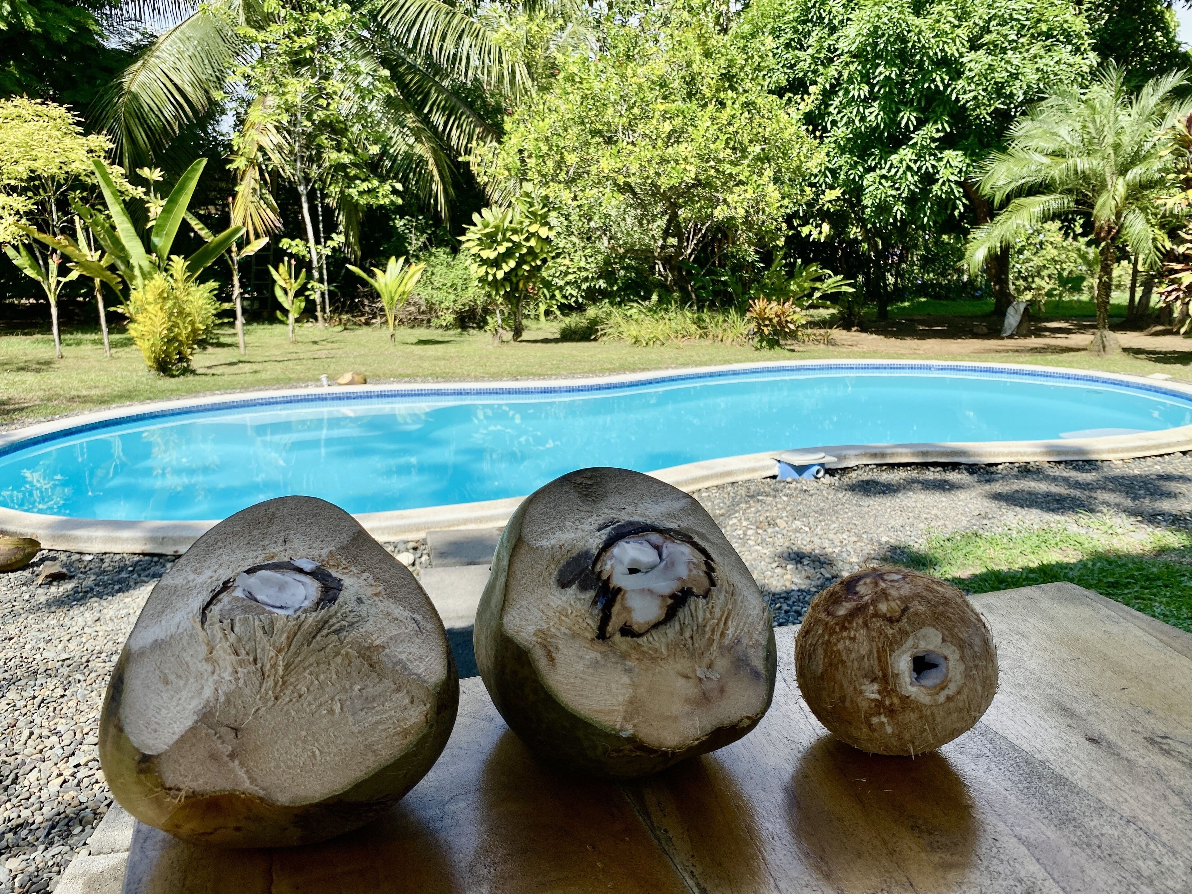 Trois noix de coco sur une surface en bois, avec une piscine en arrière-plan.