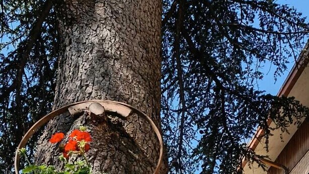 A large tree trunk with a hanging planter containing red flowers and green foliage. - B&B Il Cedro (Foligno)