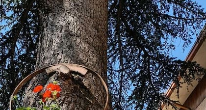 B&B Il Cedro