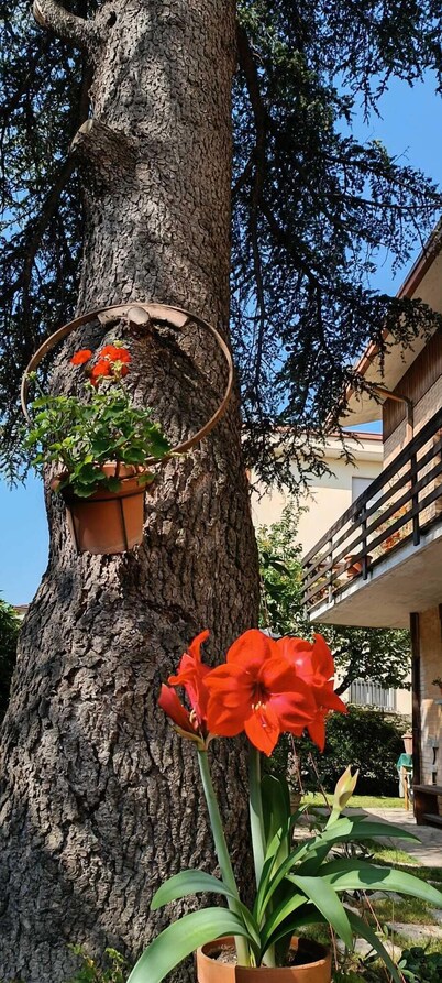 B&B Il Cedro