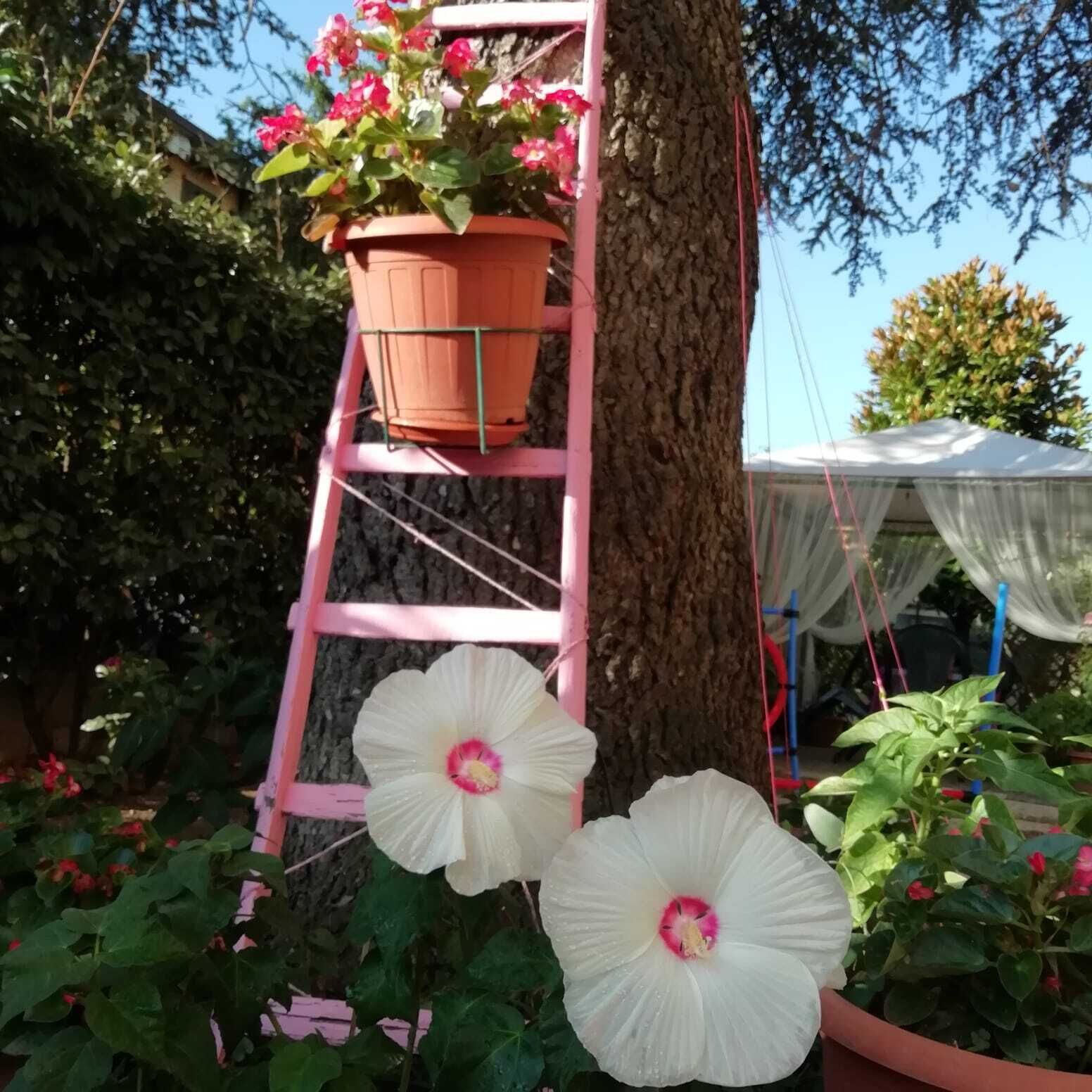 Een roze ladder met een hangende bloempot met rode en witte bloemen aan de voet.