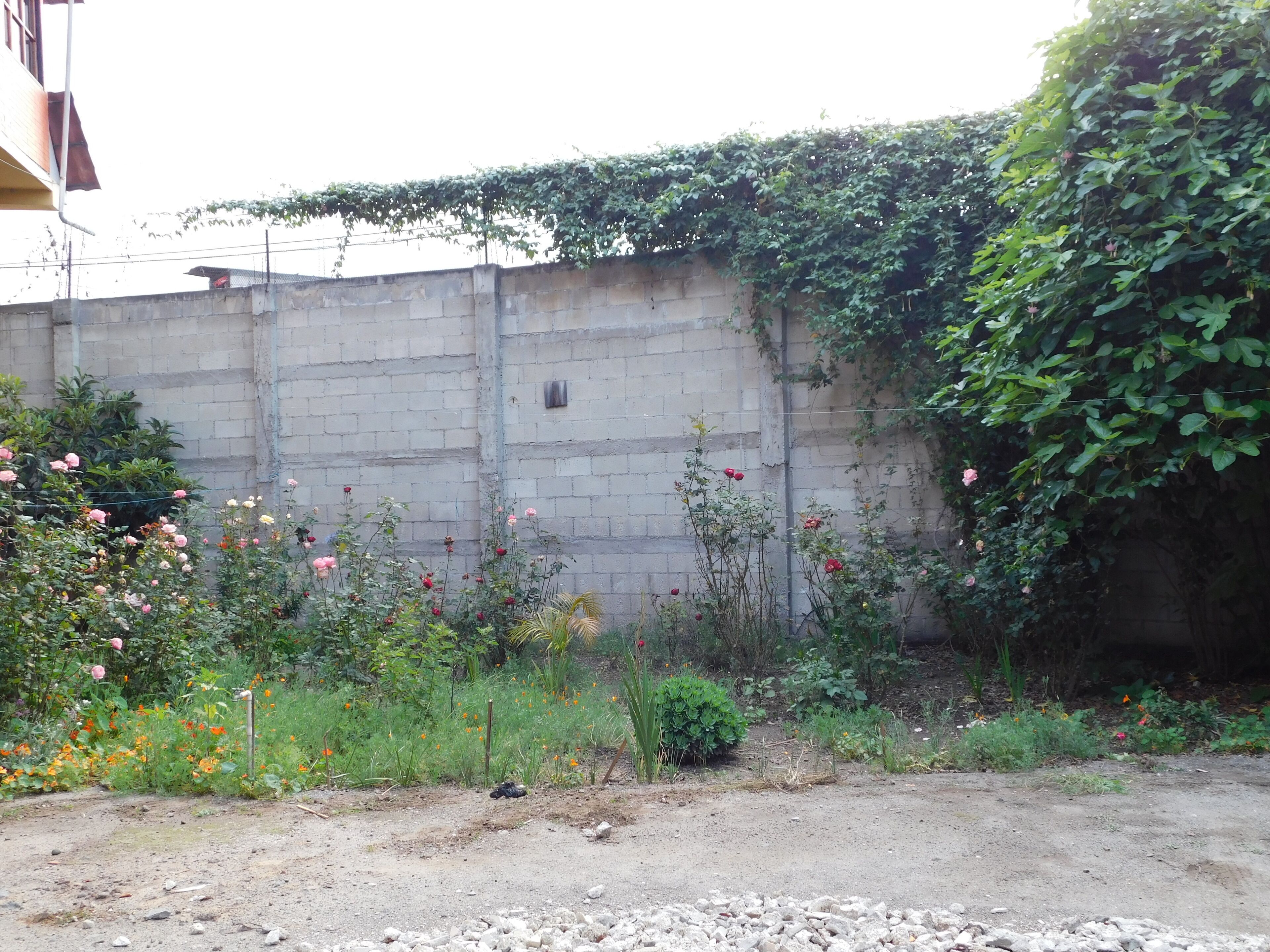 Pared de concreto con plantas trepadoras y una variedad de flores al frente.