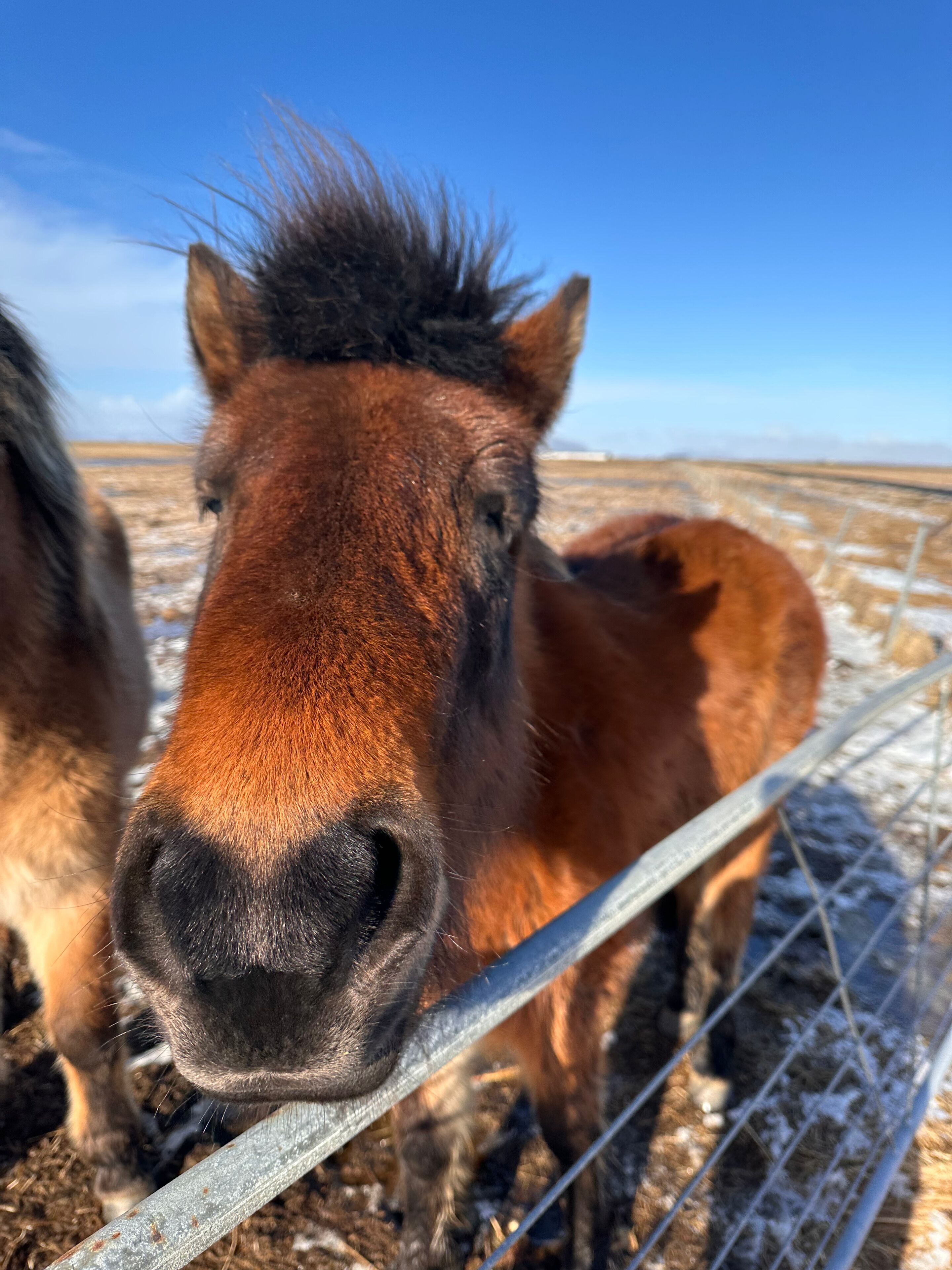 A close-up of a horse's face.