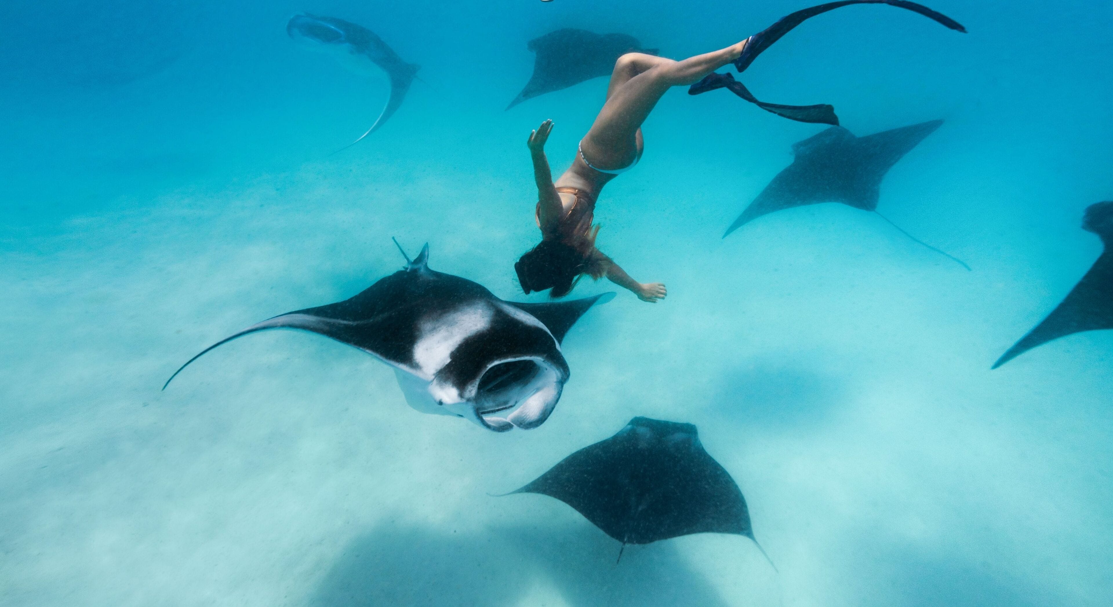 A person swimming with stingrays in clear blue water.