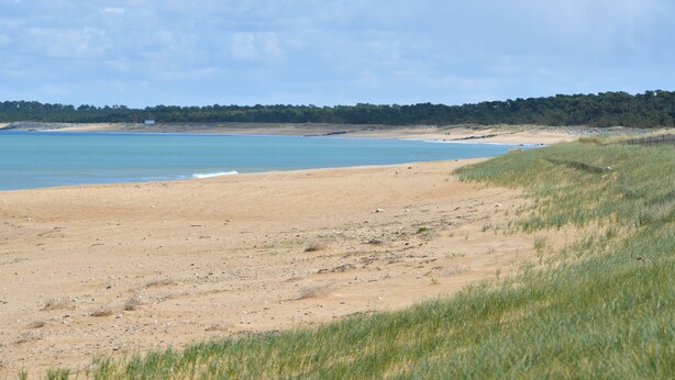 Une plage avec un ciel dégagé, un rivage sablonneux et une zone boisée en arrière-plan.