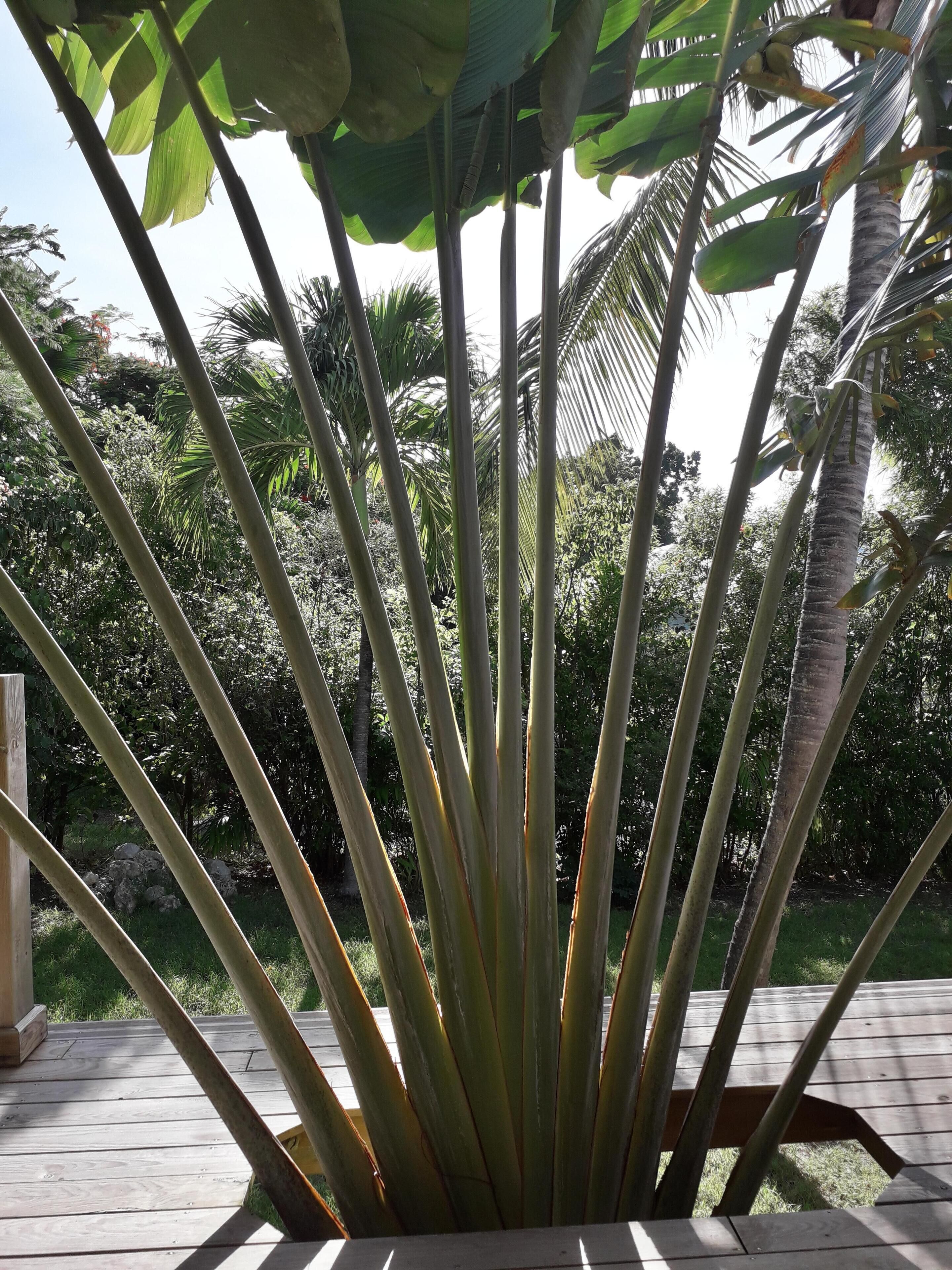 Un jardin avec de hautes plantes élancées et une terrasse en bois.