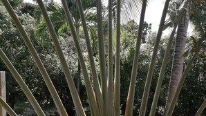 A garden with tall, slender plants and a wooden deck. - KAZATIPUNCH - CHARMING BUNGALOW IN TROPICAL GARDEN (st francois)