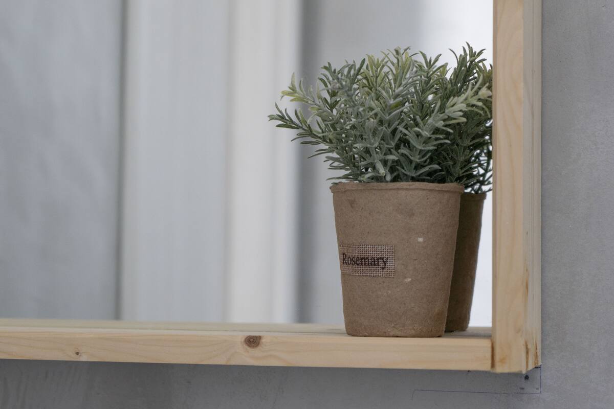 Una planta de romero en maceta sobre una repisa de madera frente a una pared gris.