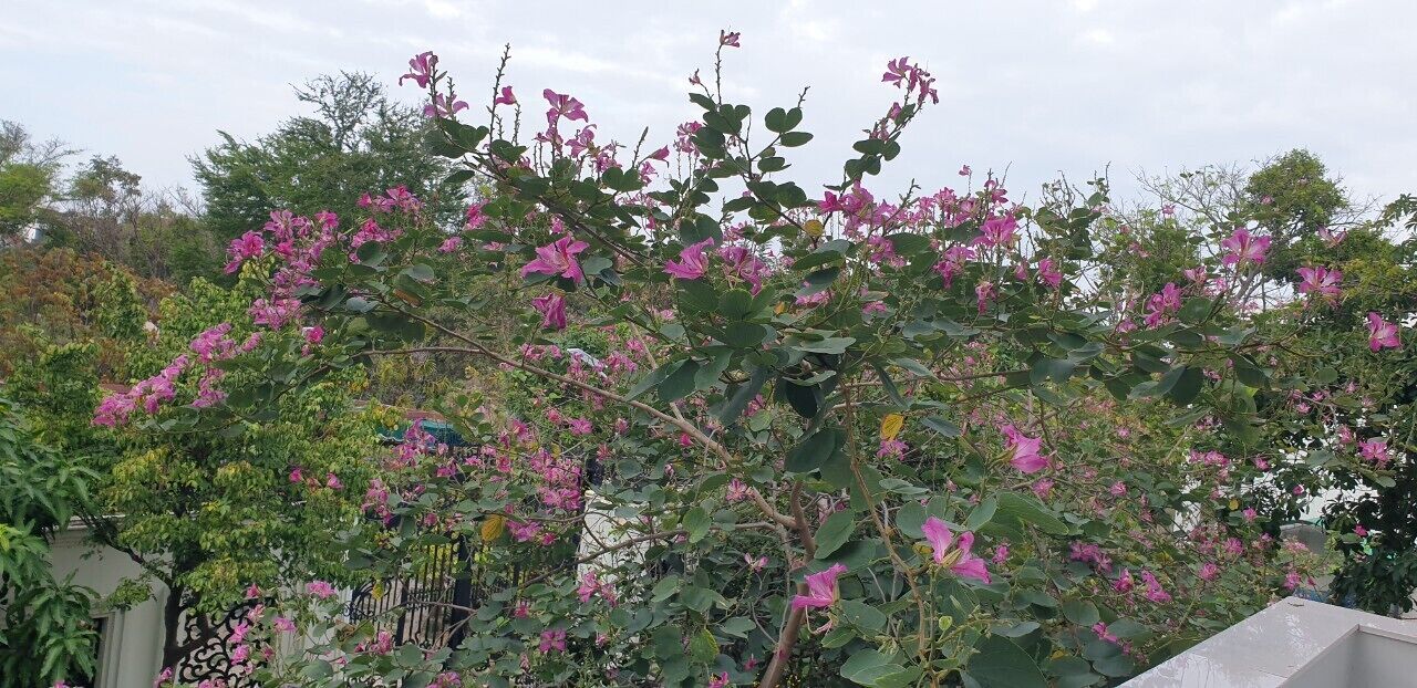 A lush garden with flowering plants and a metal fence.