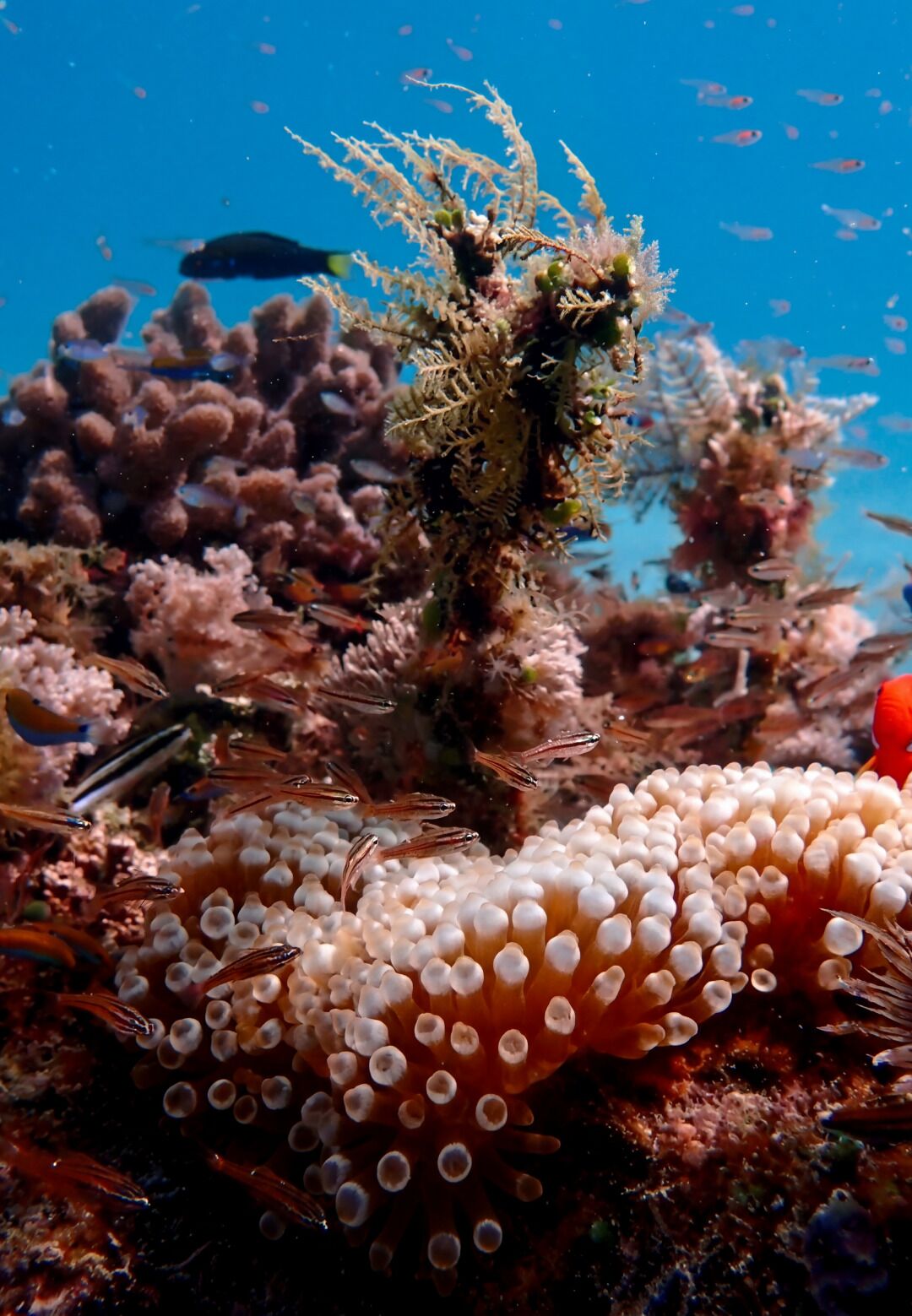 Un récif corallien abritant une variété de créatures marines, notamment des poissons et des anémones de mer.