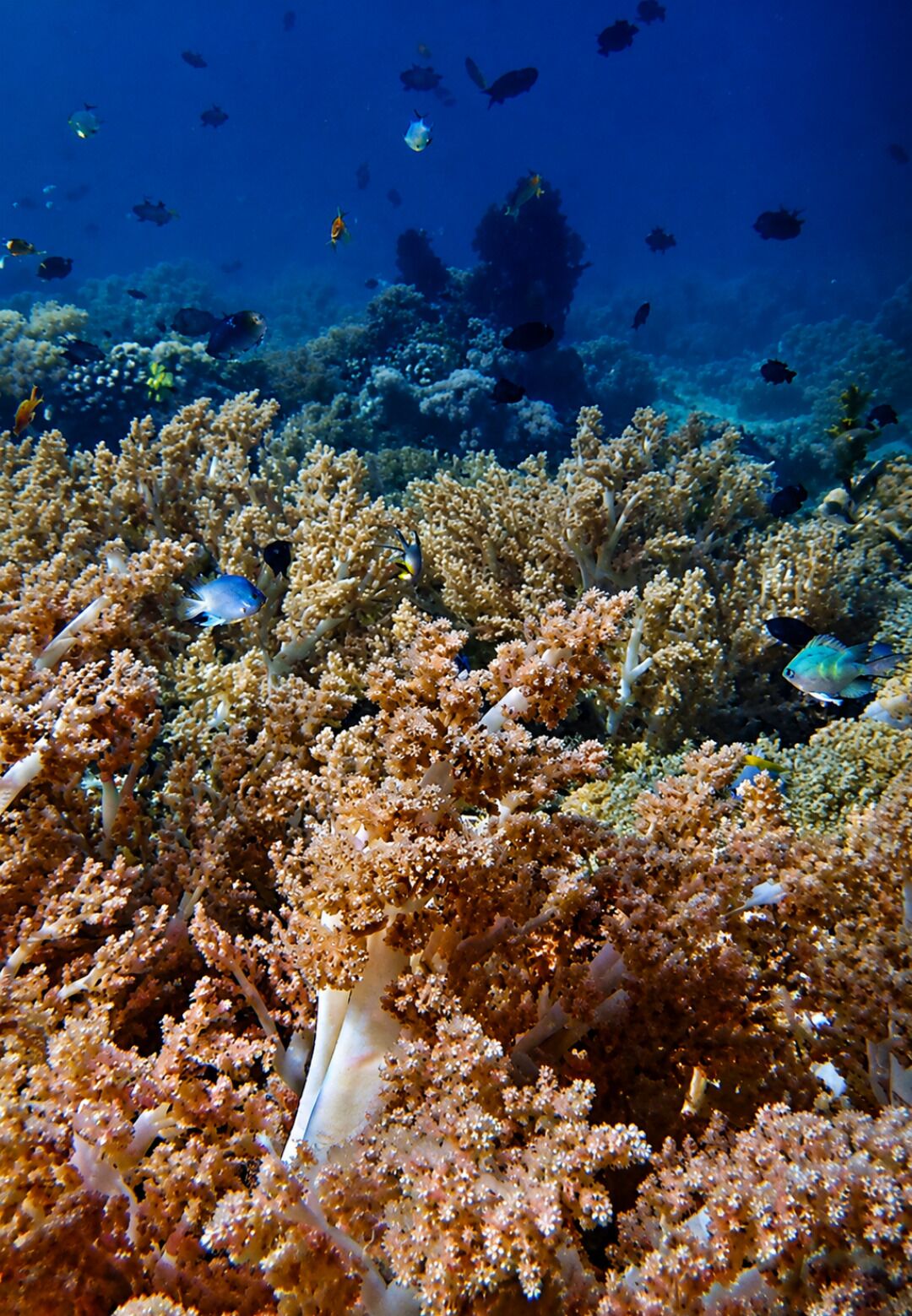 A coral reef with various fish species.