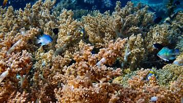 A coral reef with various fish species.