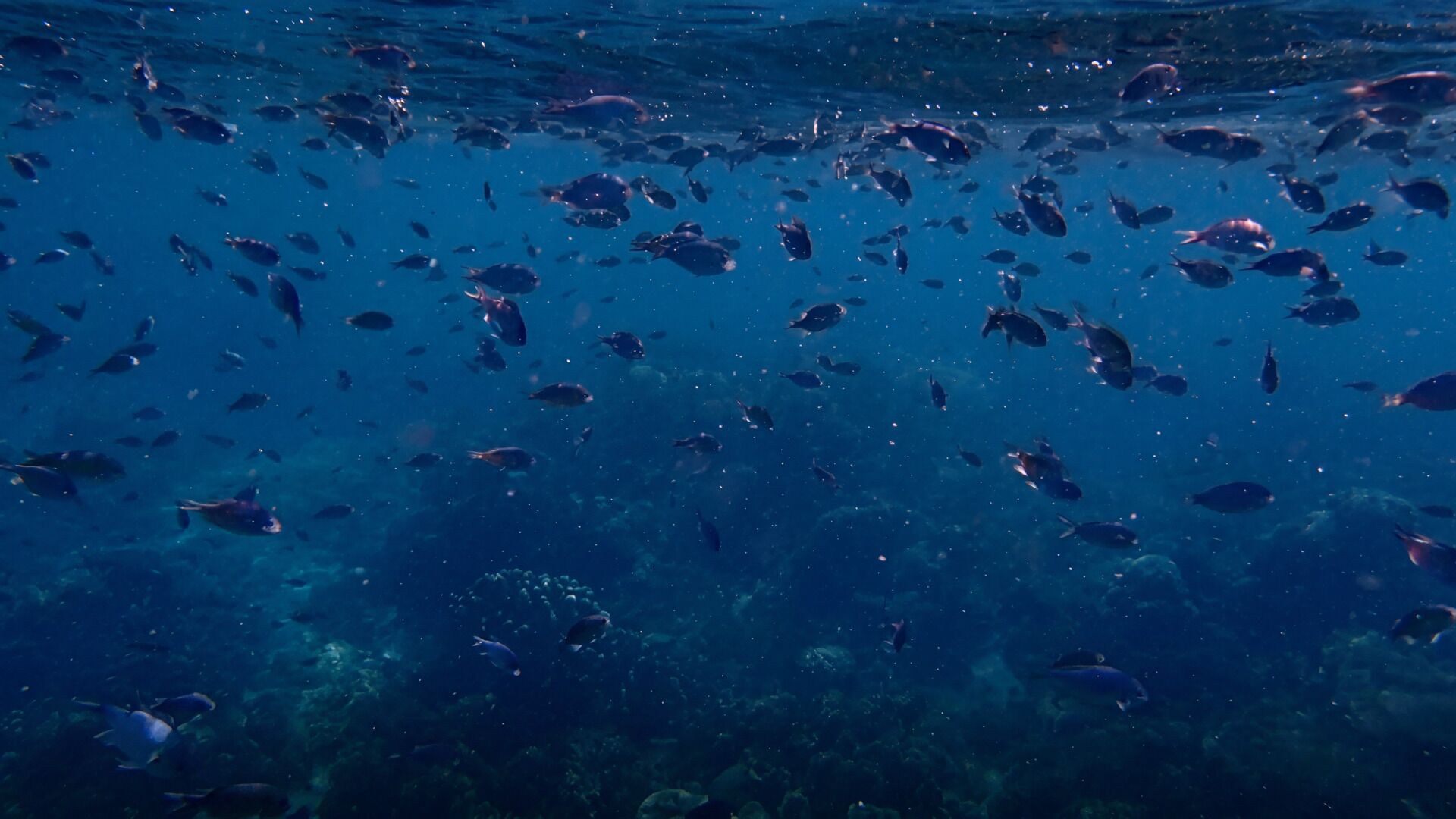 Une scène sous-marine où l’on voit un banc de poissons nager au-dessus du fond marin.