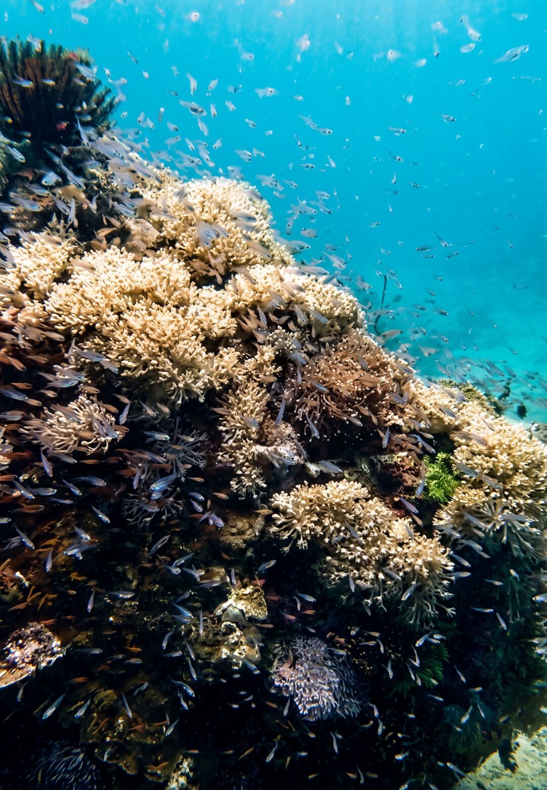 A coral reef with various fish species swimming around.