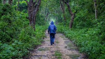 Una persona caminando por un sendero en el bosque.