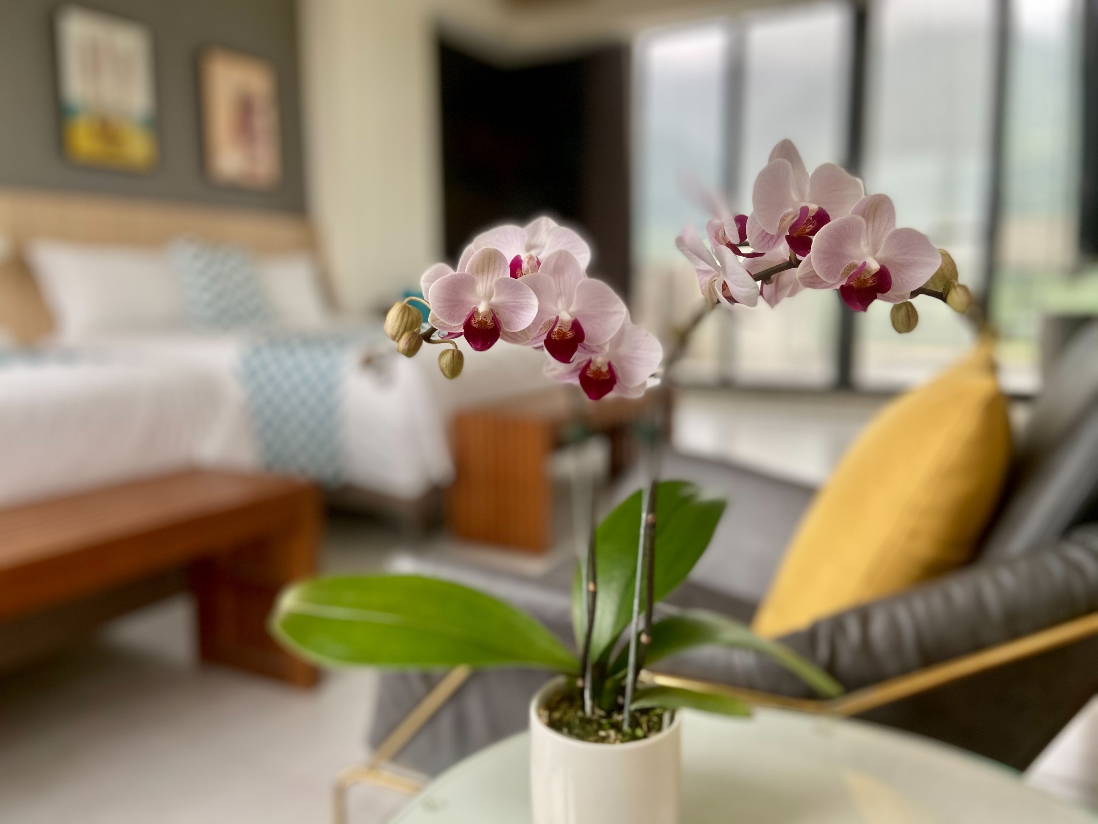 A modern living room with a bed, sofa, and a potted orchid plant.