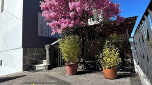 A building with a large pink flowering tree in front. There are two potted plants on the ground.