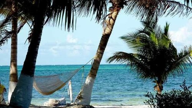 Une plage avec des palmiers et un hamac.