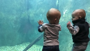 Twee kinderen kijken naar een aquarium.