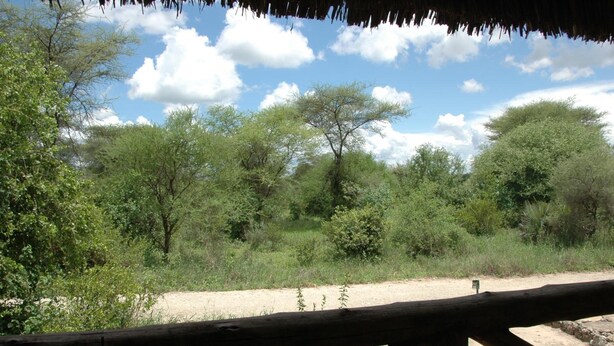 A natural landscape with trees and a dirt path. - Roika Tarangire Tented Lodge (Tarangire National Park)