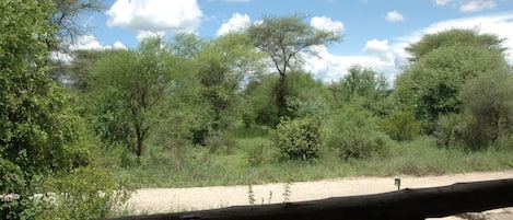 A natural landscape with trees and a dirt path.