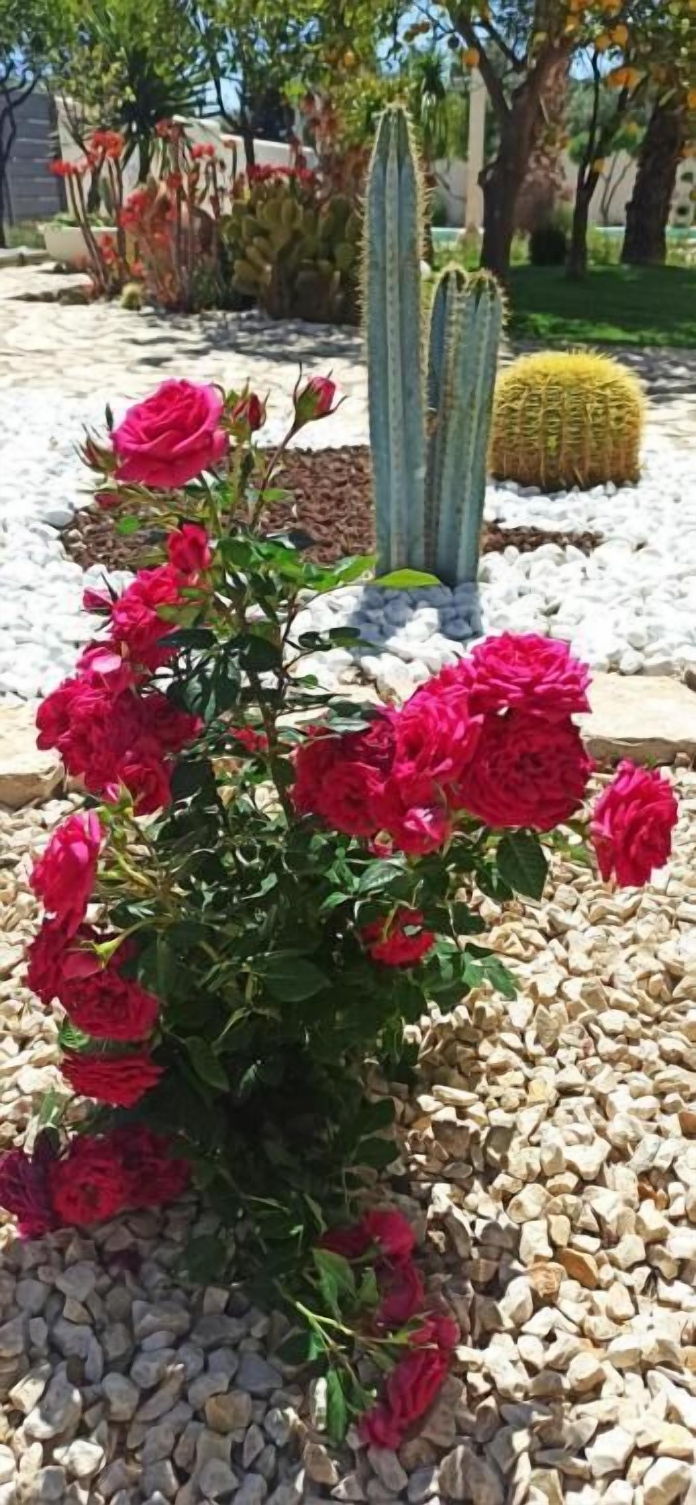A garden with a rose bush and a cactus.