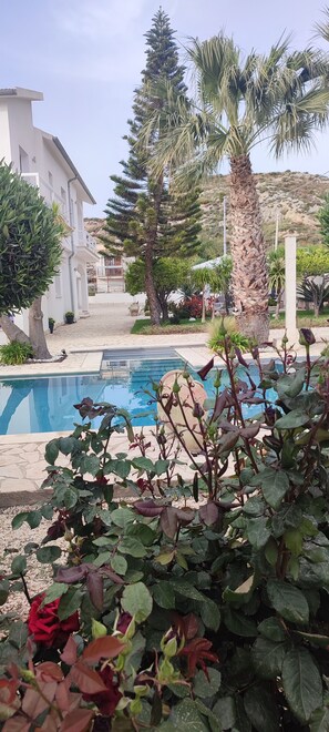 Zona de piscina con vista despejada, rodeada de palmeras y un edificio de fachada blanca.