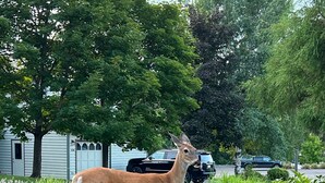 A deer in a landscaped garden with rocks, plants, and a wooden bench. - Lakefront resort, pool, tennis, pickleball with a private beach, fast EV charger (Whitefish)