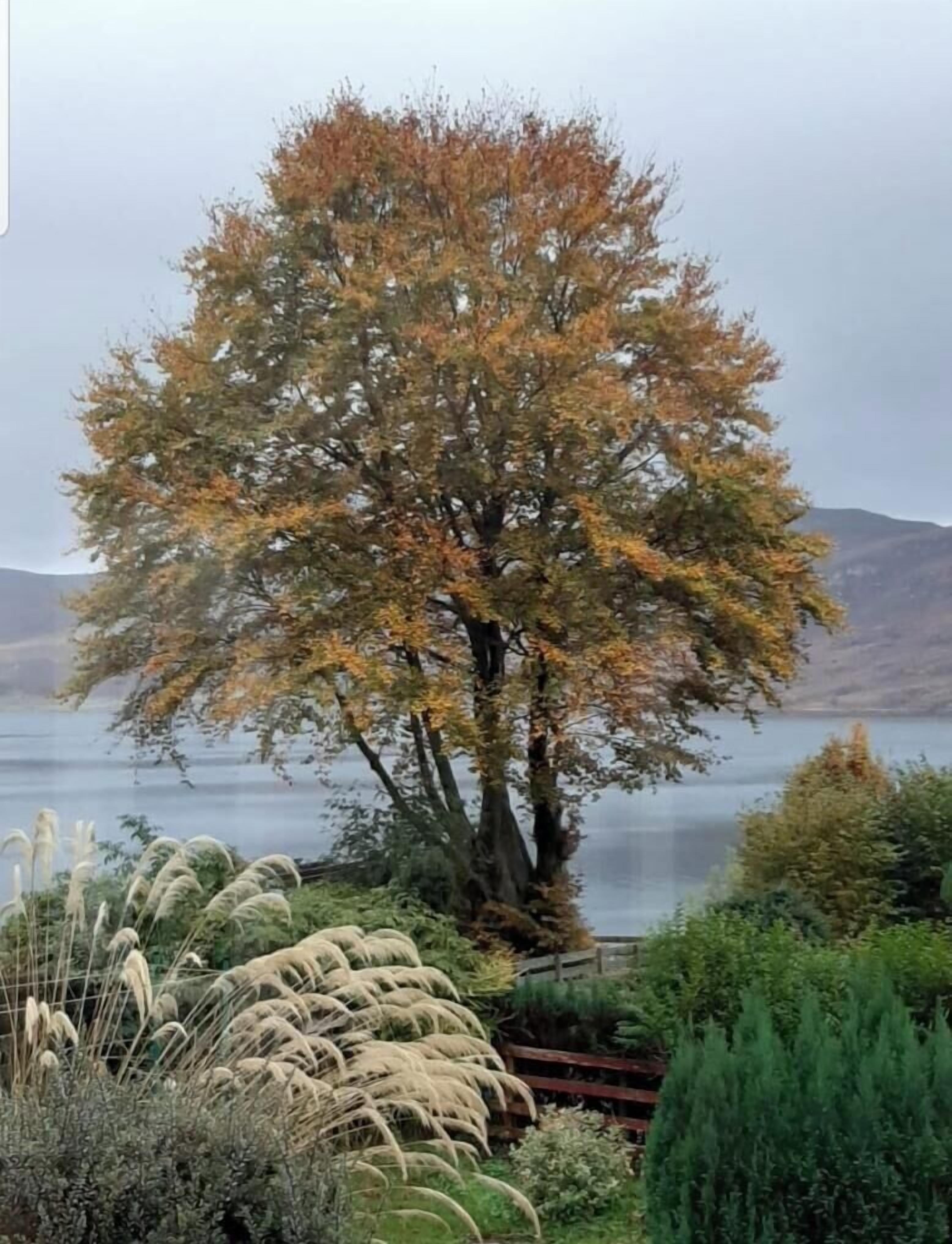 A tree with autumn leaves in a garden setting with a body of water and hills in the background.
