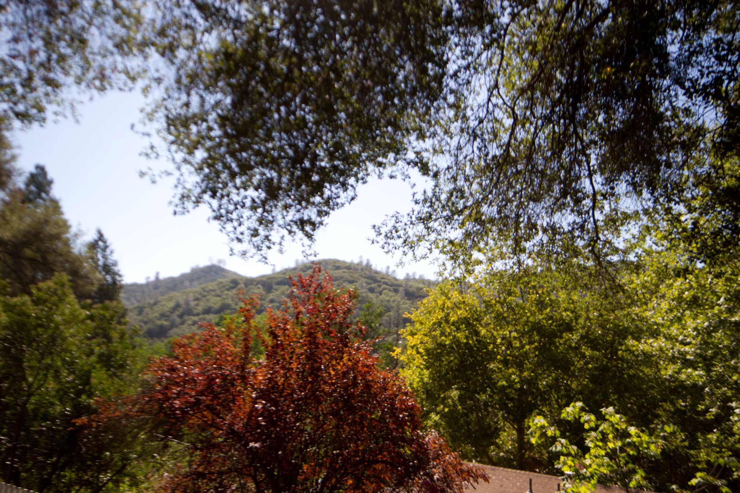 A view of a forested area with a hill in the background.