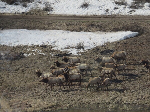 A herd of elk grazing in a snowy field with a water body in the foreground.