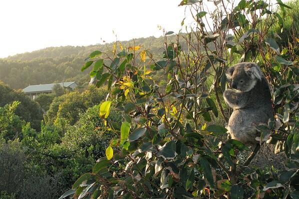 A koala on a tree with a house and forest in the background.