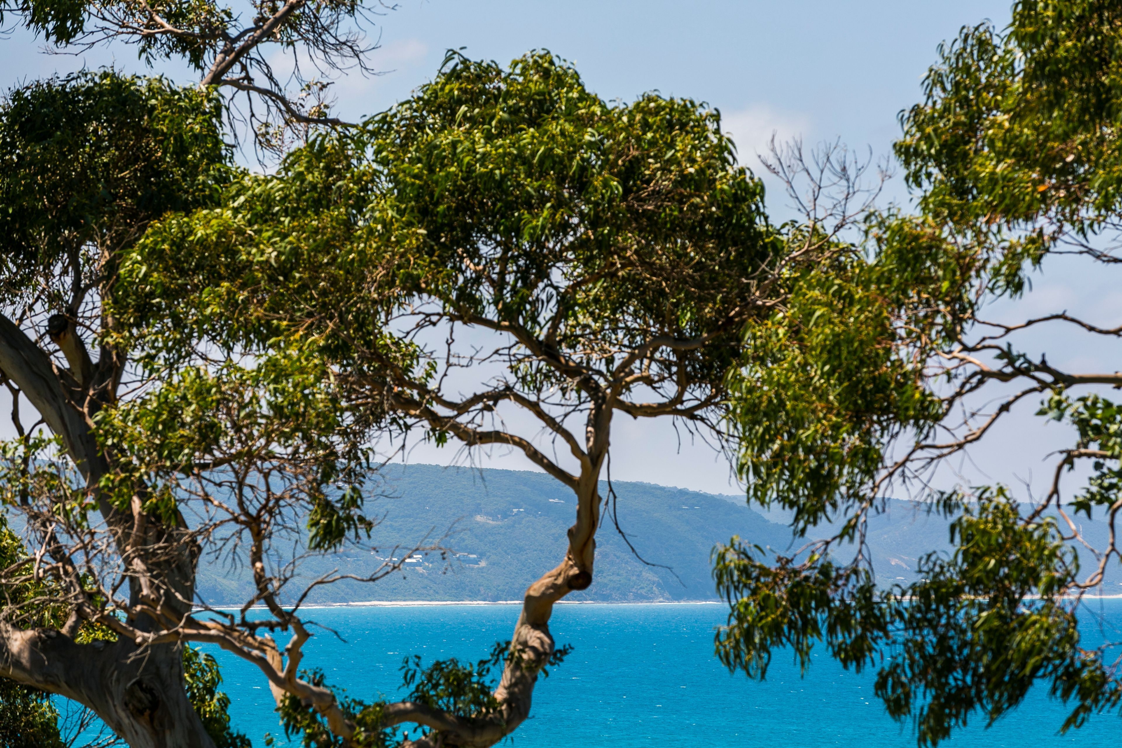 A coastal landscape with a prominent tree in the foreground and a clear view of the sea and distant hills.