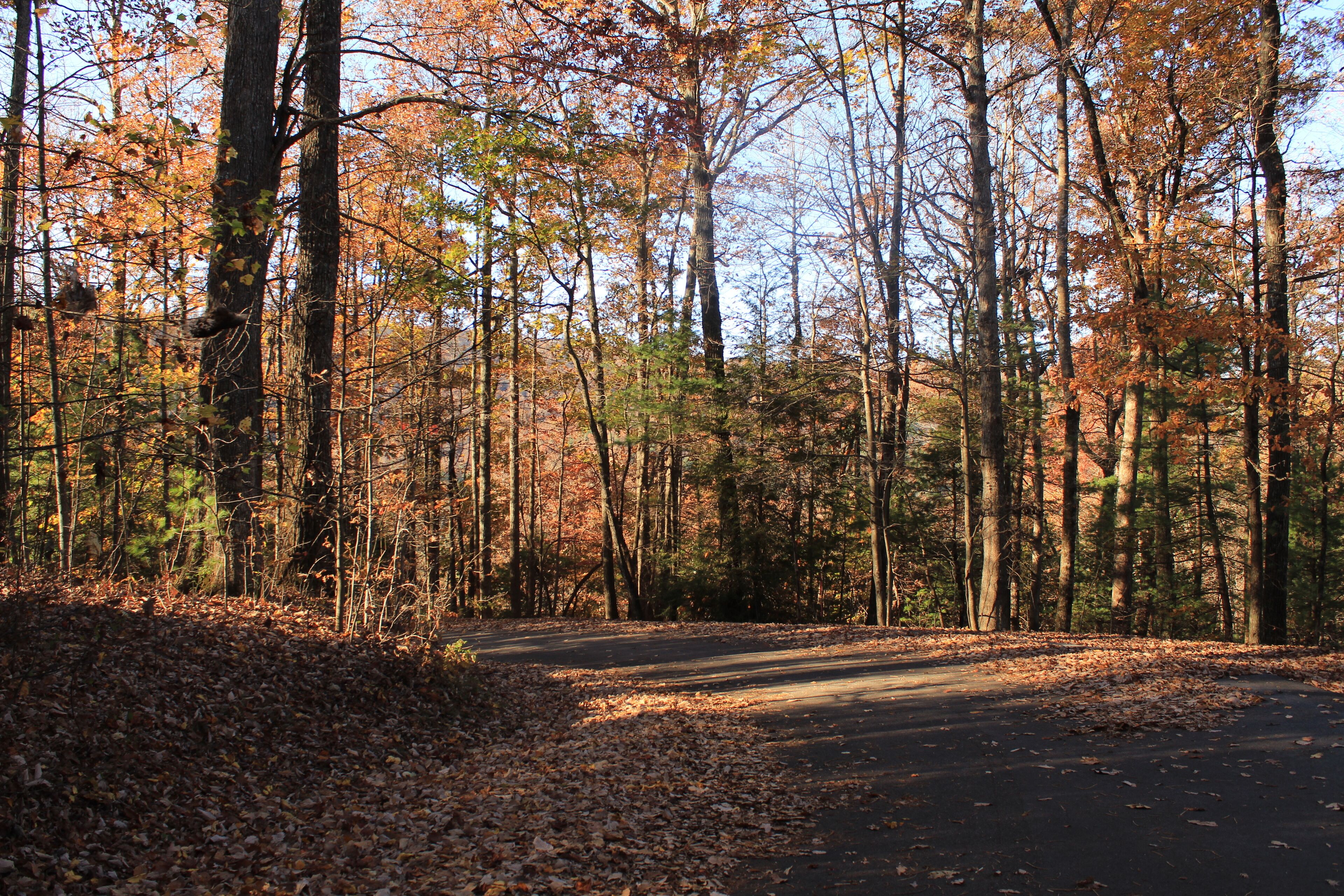 A forested area with a paved path.