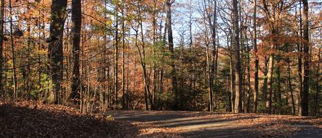 A forested area with a paved path.