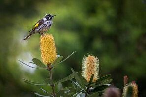 A bird perched on a plant with a blurred green background.