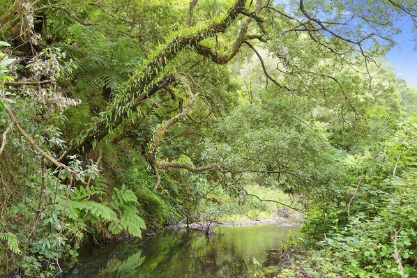 A natural landscape with a river, dense greenery, and a variety of trees and ferns. - A Little Touch Of Paradise (Apollo Bay)