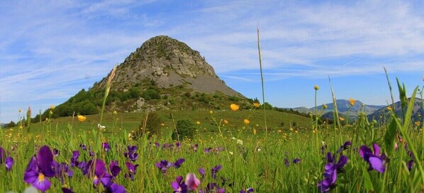 Une montagne dont le sommet rocheux est entouré d’un champ de fleurs violettes et d’herbe verte.