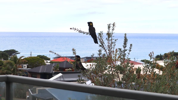 A bird perched on a branch with a view of the sea and buildings in the background.