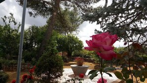 Un jardin agrémenté d’un grand rosier rose, d’un bac à fleurs en pierre et de divers arbres.