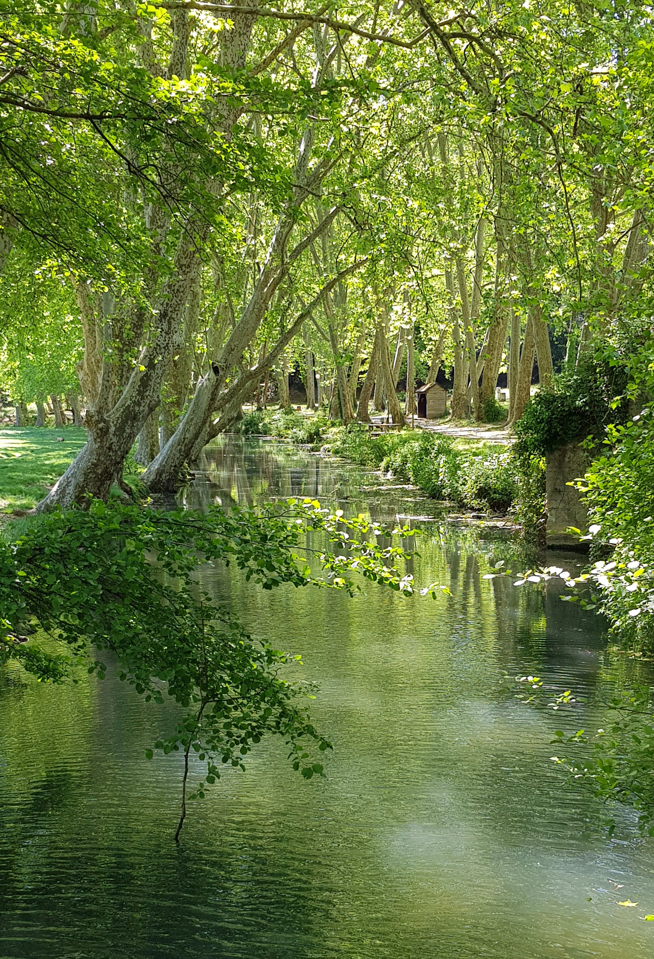 A serene pond surrounded by trees, with reflections of the foliage on the water's surface.