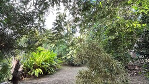 A pathway surrounded by dense foliage and various types of plants. - Villa Familiale 8p Piscine Sécurisée & Jardin PMR (Le Gosier)