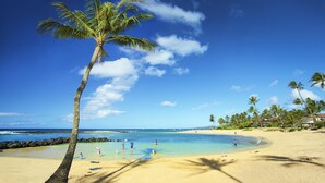 Una playa con agua azul cristalina, una palmera y una orilla arenosa.