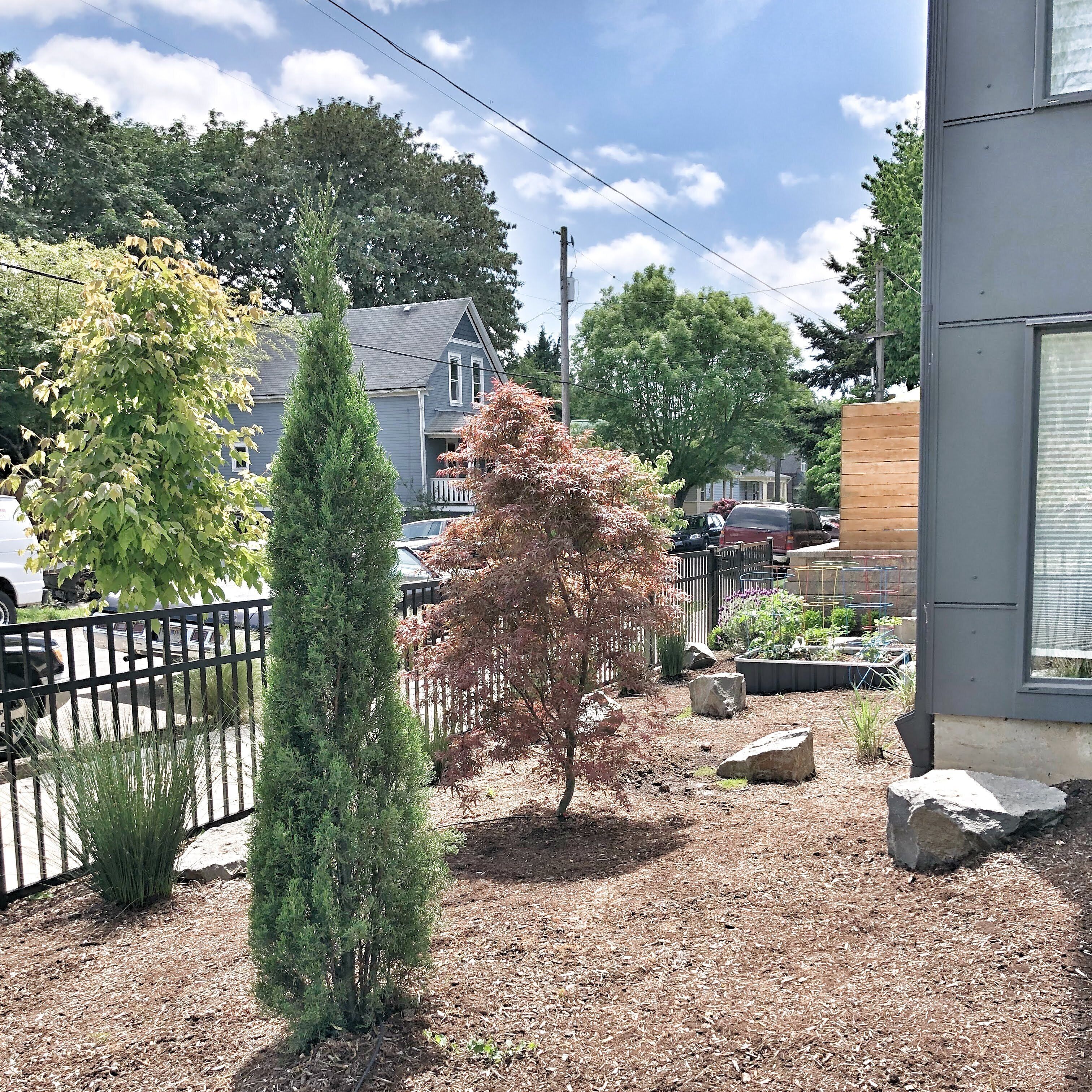 A residential garden with a variety of plants, a wooden fence, and a modern building.