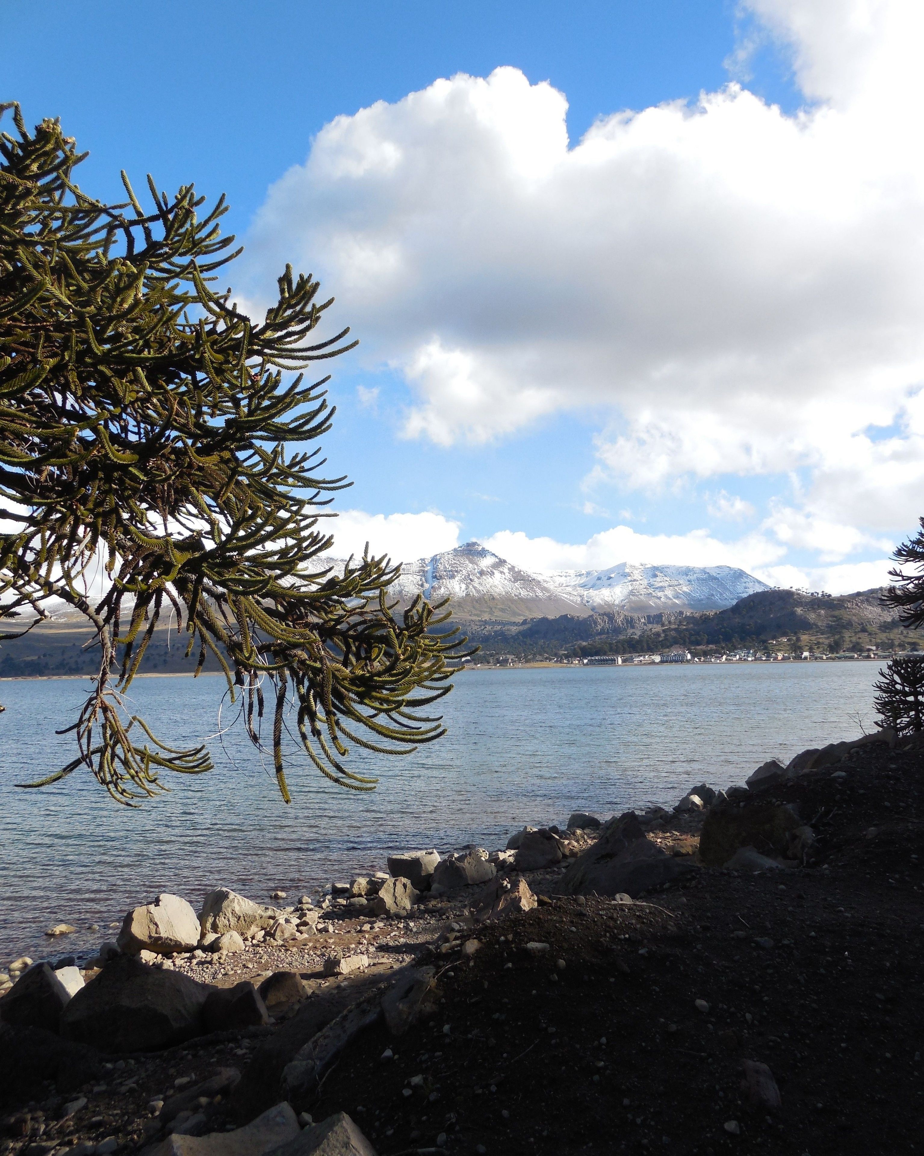 A rocky shoreline with a tree branch in the foreground, a calm lake, and snow-capped mountains in the background.