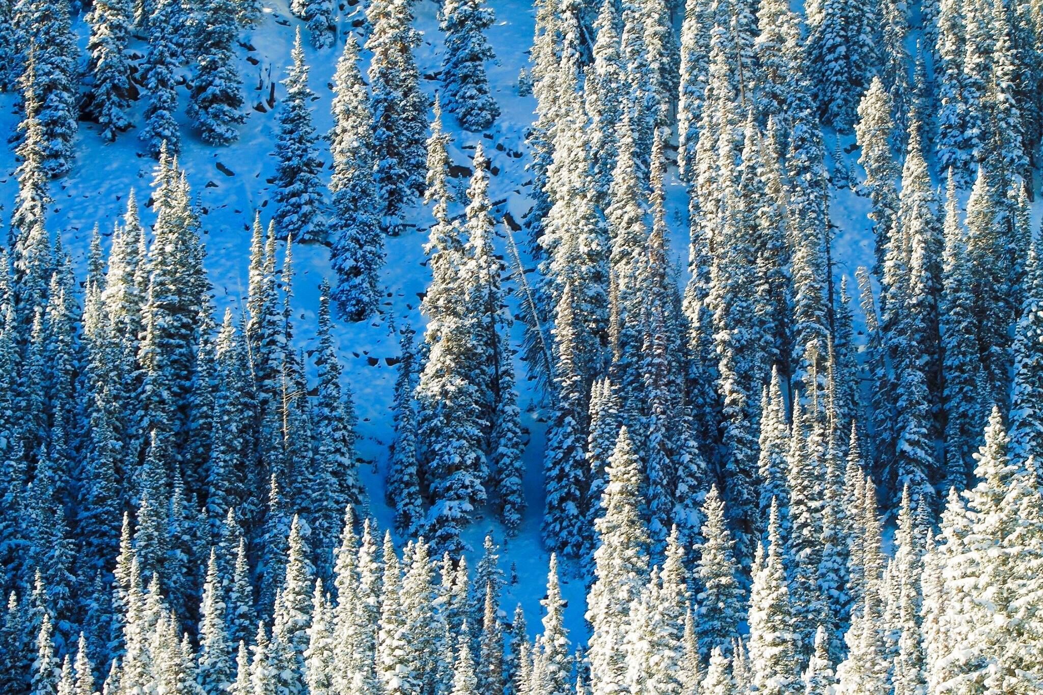 A dense forest of snow-covered coniferous trees.