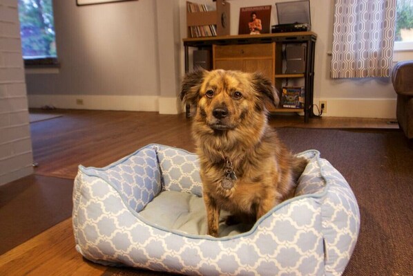 Un perro en una cama para mascotas estampada en una habitación con suelo de madera, una estantería y una ventana con cortinas estampadas.