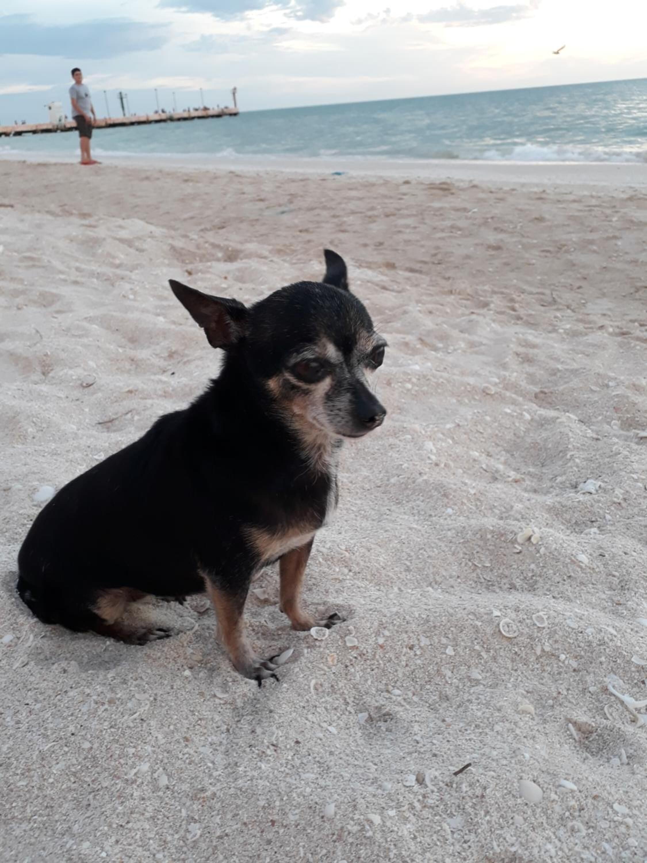 A dog sitting on a sandy beach with a pier and a person in the background.
